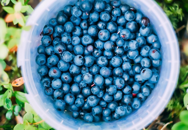 Mirtilli maturi in una ciotola di plastica Bacche appena raccolte in una foresta estiva