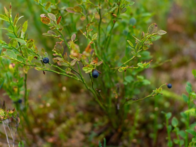 Mirtilli nella foresta