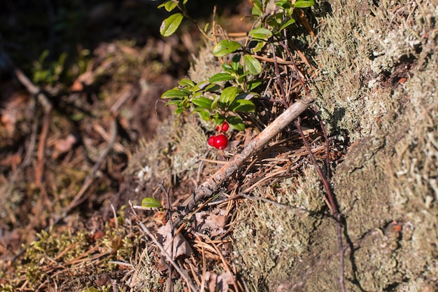 Mirtilli rossi che crescono nella foresta selvaggia Carelia