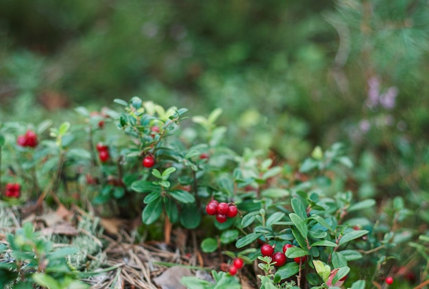 Mirtilli rossi mirtilli rossi che crescono nel muschio nella foresta