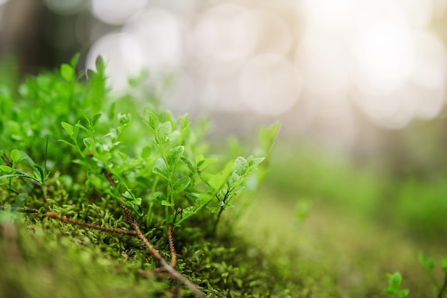 Mirtilli selvatici Vaccinium myrtillus che crescono in una foresta boreale lussureggiante ed estiva dell'Ucraina