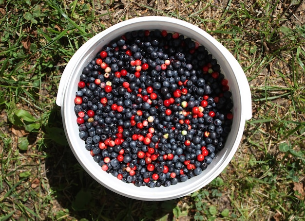 Mirtillo di bosco maturo e mirtillo rosso in tazza