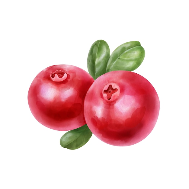 Mirtillo rosso dell'acquerello disegnato a mano con foglie verdi isolato su sfondo bianco Illustrazione dell'alimento