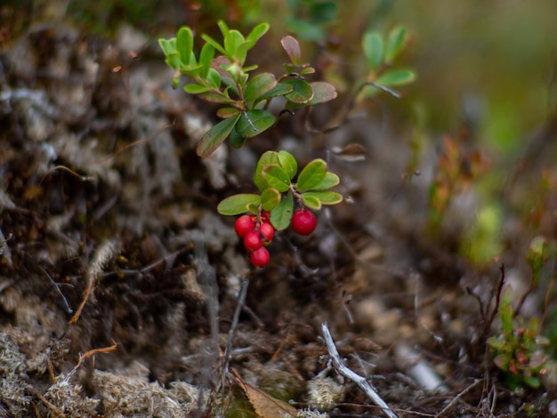 Mirtillo rosso nella foresta