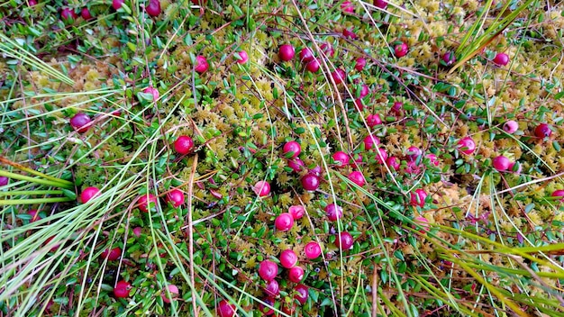 Mirtillo rosso selvatico maturo su muschio di palude verde durante l'autunno