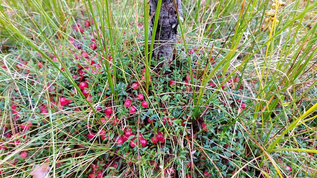 Mirtillo rosso selvatico maturo su muschio di palude verde durante l'autunno