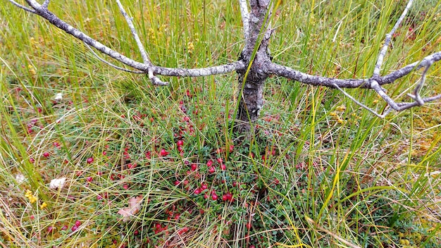 Mirtillo rosso selvatico maturo su muschio di palude verde durante l'autunno