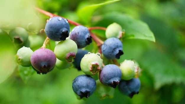 Mirtillo sul cespuglio frutta blu viola Frutta con foglie verdi Raccolto dal giardino