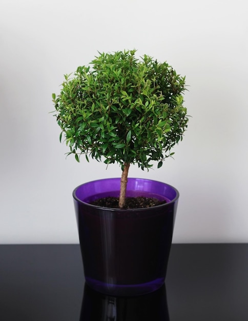 Mirto in vaso di fiori viola su sfondo bianco