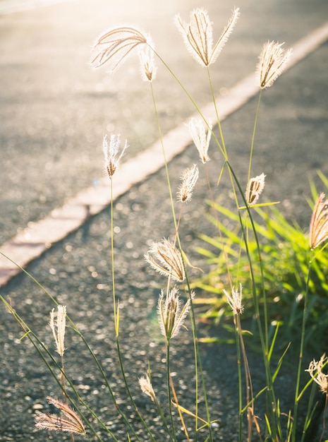 Miscanthus erba all'alba al sole al tramonto