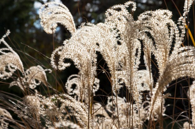 Miscanthus sinensis all'inizio della primavera al tramonto vicino-ap. Erba d'argento cinese r erba Susuki.