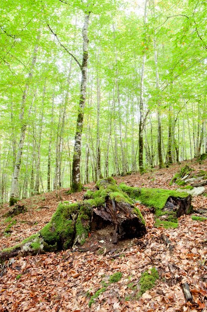 Misteriosa foresta piena di enormi alberi