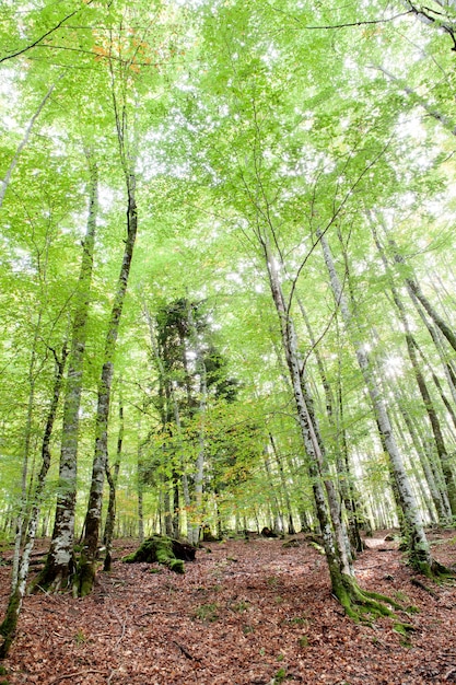 Misteriosa foresta piena di enormi alberi