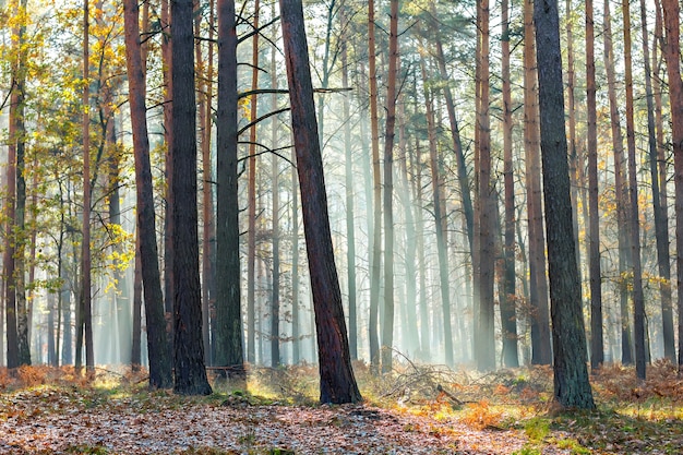 Misteriosa scena della foresta autunnale con i magici raggi di luce attraverso i rami verdi degli alberi