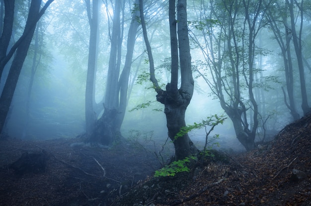 Misteriosa vecchia foresta scura nella nebbia