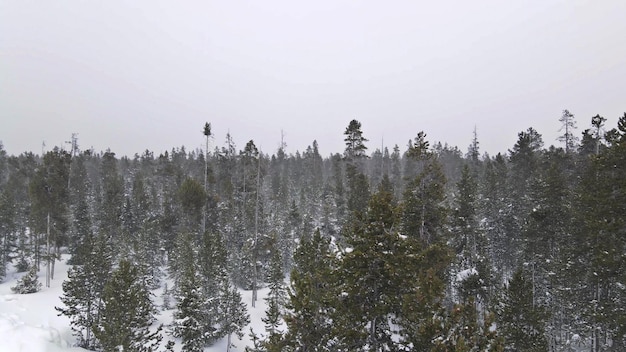 Misterioso fantastico paesaggio panoramico invernale con foresta innevata nella parte superiore della vista aerea di forti nevicate