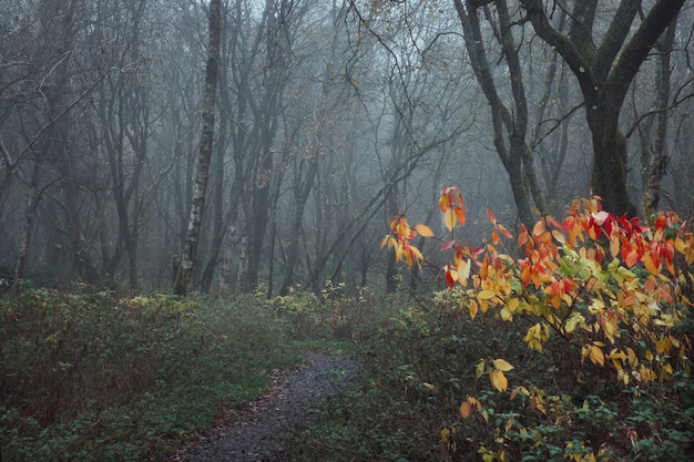 Misterioso nebbioso sentiero a piedi nel parco foglie autunnali in primo piano Scozia