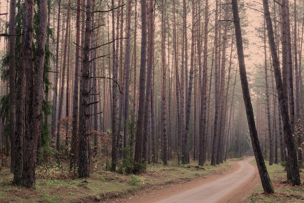 Mistica foresta autunnale con nebbia