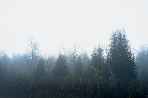 Mistica, foresta oscura nella nebbia, paesaggio fantastico. Foresta minacciosa e cupa la sera