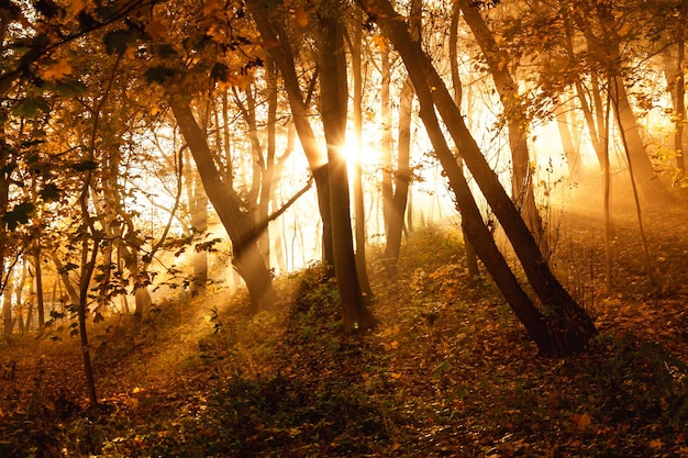 Mistici raggi del sole tra gli alberi