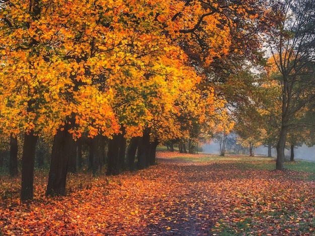 Mistico paesaggio autunnale con nebbia mattutina e percorso nel parco.