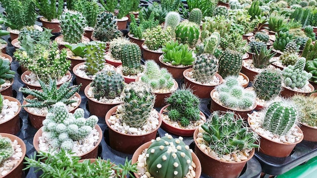 Misto di piante di cactus e piante grasse