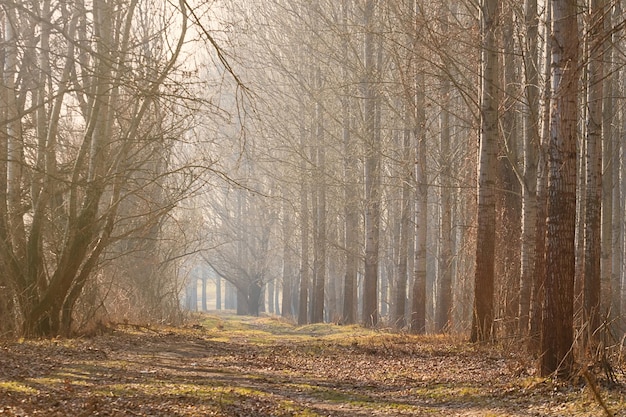 Misty foresta autunnale. Tardo autunno con il sole