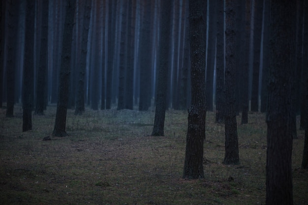 Misty foresta oscura paesaggio