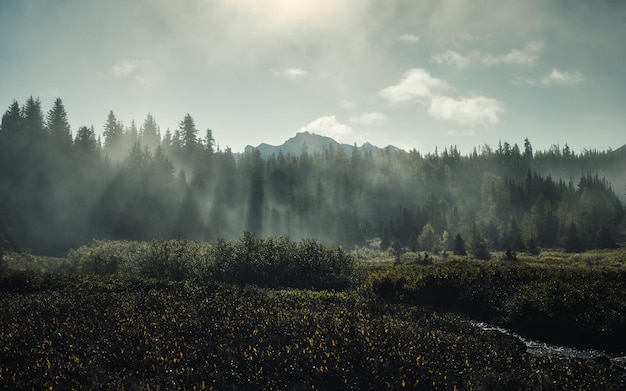 Misty nella pineta con la luce del sole al mattino al parco nazionale