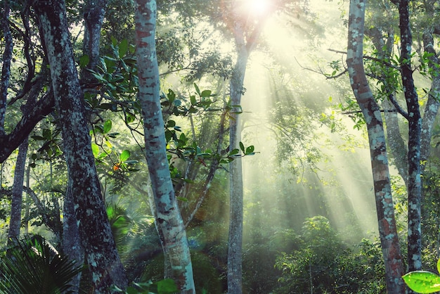 Misty Rainforest in Costa Rica, America Centrale