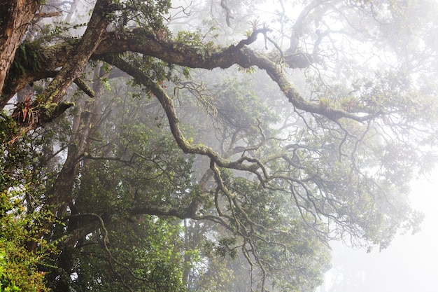 Misty Rainforest in Costa Rica, America Centrale