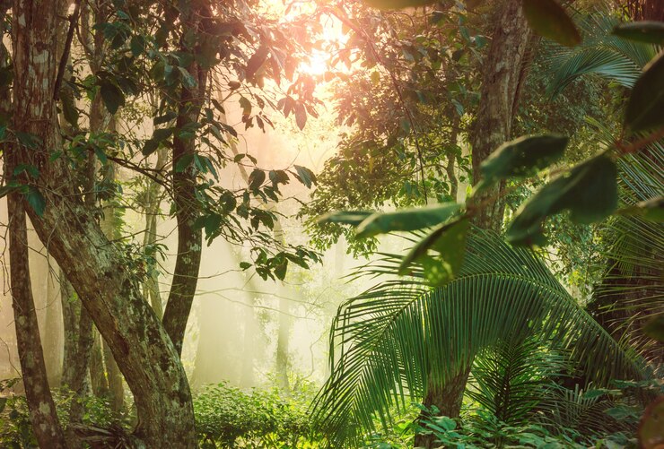 Misty Rainforest in Costa Rica, America Centrale
