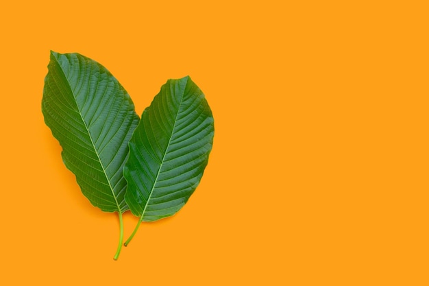 Mitragyna speciosa, foglie fresche di kratom su sfondo arancione