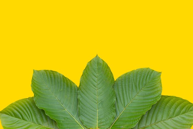 Mitragyna speciosa, foglie fresche di kratom su sfondo bianco