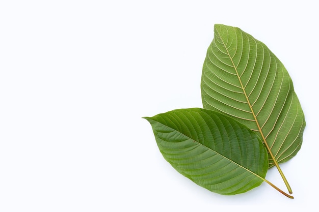 Mitragyna speciosa, foglie fresche di kratom su sfondo bianco