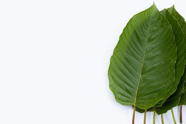 Mitragyna speciosa, foglie fresche di kratom su sfondo bianco