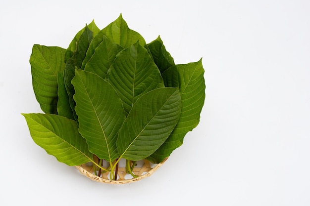 Mitragyna speciosa, foglie fresche di kratom su sfondo bianco