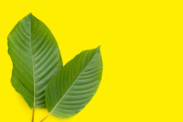 Mitragyna speciosa, foglie fresche di kratom su sfondo giallo