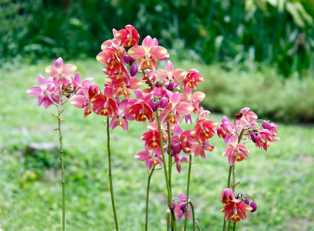 Mix di bellissime orchidee