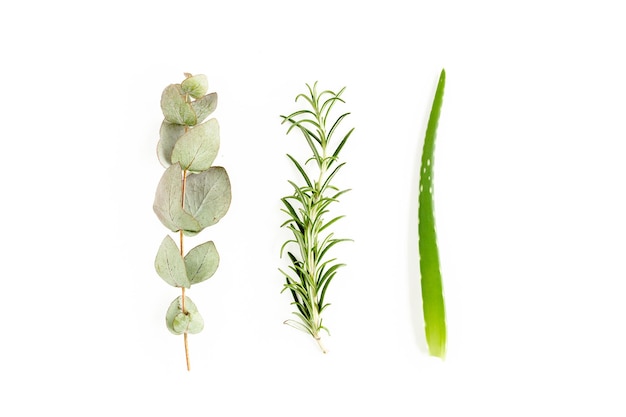 Mix di erbe verdi rami foglie eucalipto rosmarino aloe vera e raccolta di piante su sfondo bianco Set di medicinali laici piatta vista dall'alto