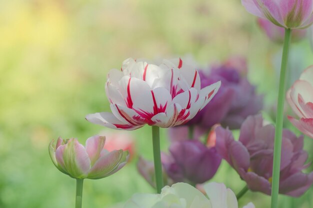 Mix di fiori di tulipani primaverili Tulipani di colore misto in giardino Paesaggio con campo di tulipani Campo di tulipani multicolore a soleggiata giornata primaverile