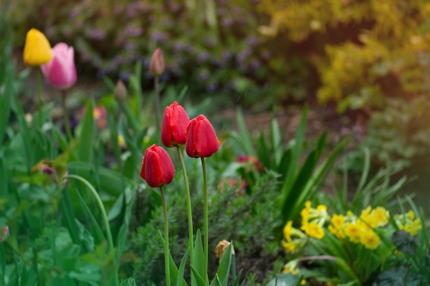 Mix di fiori di tulipani primaverili Tulipani di colore misto in giardino Paesaggio con campo di tulipani Campo di tulipani multicolore a soleggiata giornata primaverile