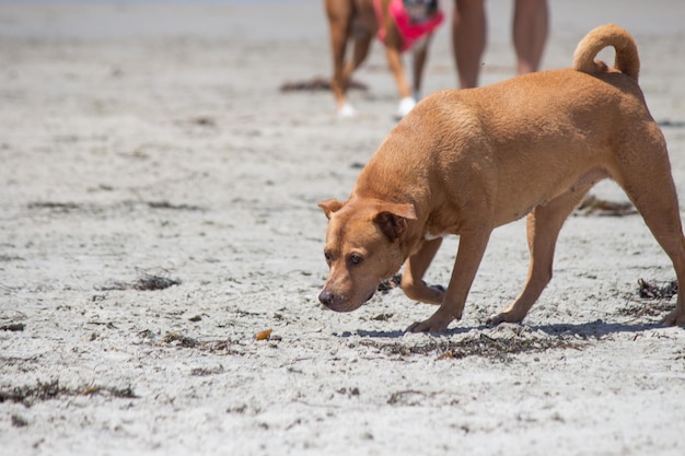 Mix di pitbull shiba inu che gioca alla spiaggia del cane