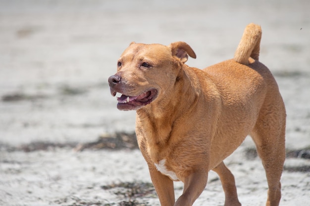 Mix di pitbull shiba inu che gioca alla spiaggia del cane