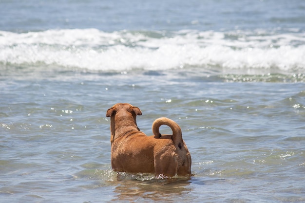 Mix di pitbull shiba inu che gioca alla spiaggia del cane