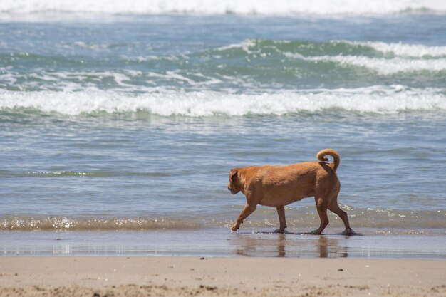 Mix di pitbull shiba inu che gioca alla spiaggia del cane