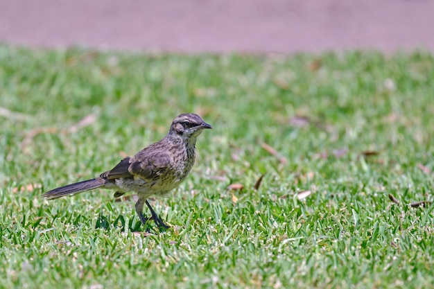 Mockingbird dalla coda lunga Mimus longicaudatus appollaiato sull'erba