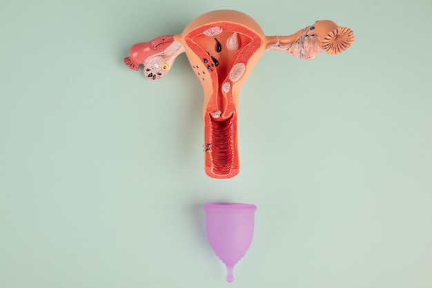 Mockup del sistema riproduttivo femminile e coppa mestruale rosa su sfondo blu Concetto di novità di una ciotola vaginale medica per lo scarico durante le mestruazioni in una ragazza