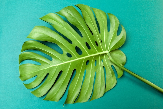 Moda con foglia di Monstera