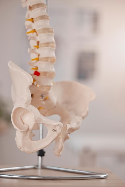 Modella la colonna vertebrale dell'anca e l'ufficio chiropratico sulla scrivania del tavolo o mostra nell'educazione allo studio o impara lo scheletro umano stampato in 3D e lo sfondo per la fisioterapia del chiropratico o l'assistenza sanitaria in clinica